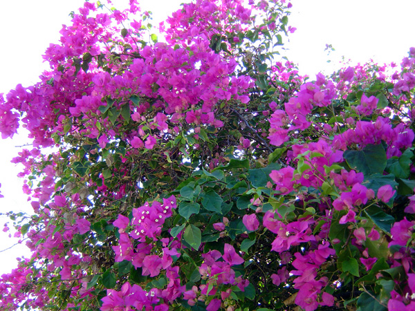 DSC00853