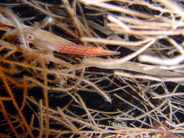 DSC01037